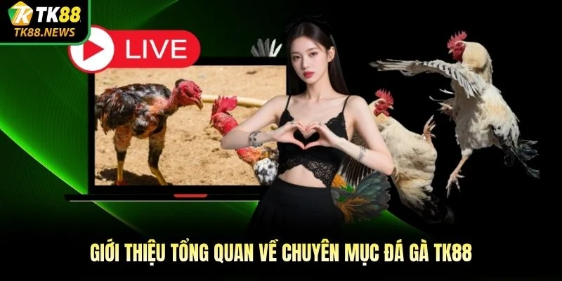 Giới thiệu tổng quan về chuyên mục đá gà TK88